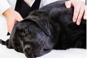 HElping animals be handled in a low stress manner with TTouch