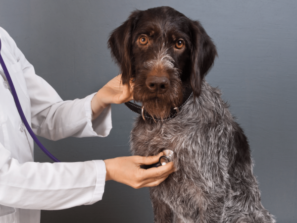 Low stress vet exam for your dog